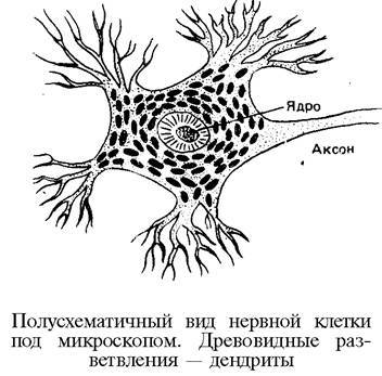 О ловкости и ее развитии - any2fbimgloader82.jpeg