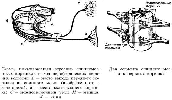 О ловкости и ее развитии - any2fbimgloader85.jpeg