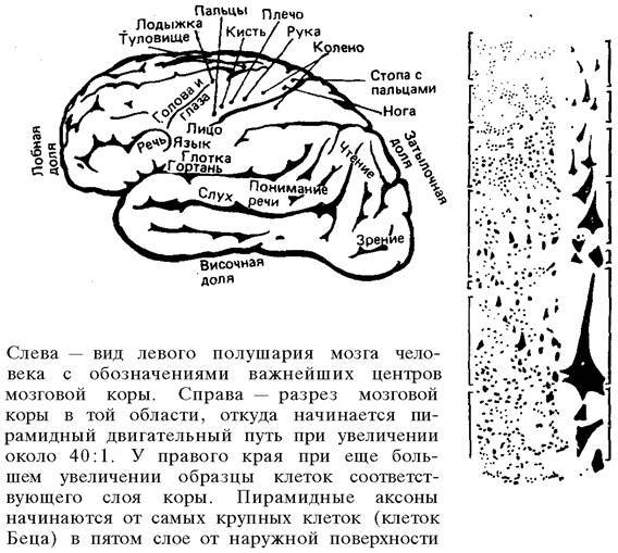 О ловкости и ее развитии - any2fbimgloader93.jpeg