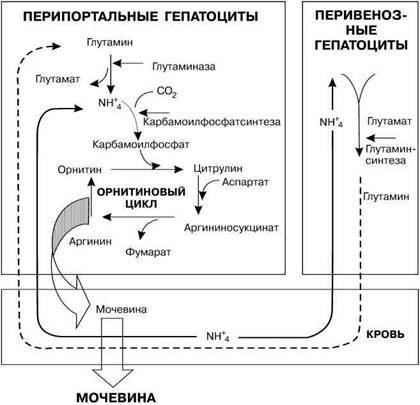 Фармакологическая помощь спортсмену: коррекция факторов, лимитирующих спортивный результат - any2fbimgloader42.jpeg