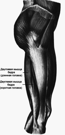 Физические упражнения для развития мышц задней поверхности бедра - i_001.png