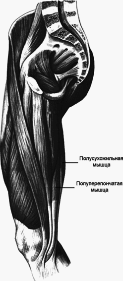 Физические упражнения для развития мышц задней поверхности бедра - i_002.png