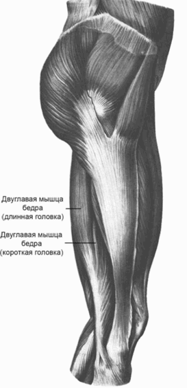 Физические упражнения для развития мышц задней поверхности бедра - i_001.png