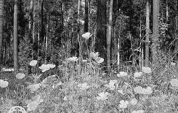 Судьба императора Николая II после отречения - i_028.jpg