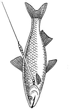 Ловля рыбы со льда - i_036.jpg