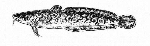 Ловля рыбы со льда - i_101.jpg