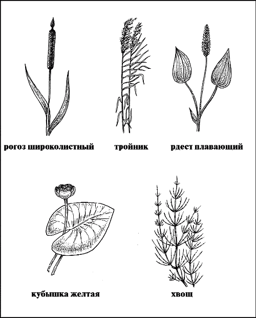 Справочник рыболова - i_089.png