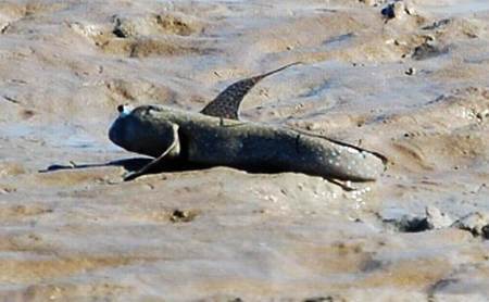 Всякая всячина 2015 №02 - _38.jpg