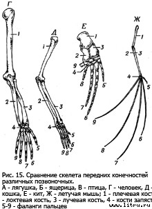 Православное мировоззрение и современное естествознание - fig.152.jpg