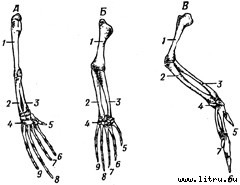 Православное мировоззрение и современное естествознание - fig.151.jpg