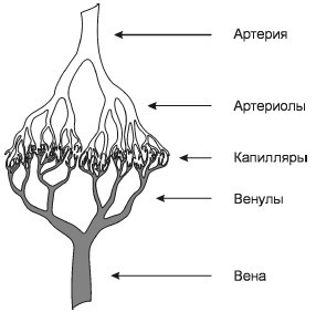 Исцеление и профилактика сосудистых заболеваний. Учение Травинки - i_001.jpg