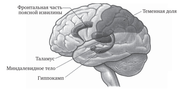 Мозг во сне. Что происходит с мозгом, пока мы спим - pict2_2.jpg