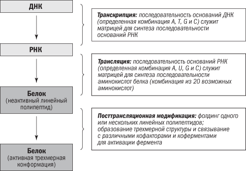 Полезная еда. Развенчание мифов о здоровом питании - i_015.png