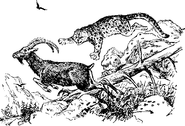 Ущелье барсов - Uschb011_.png