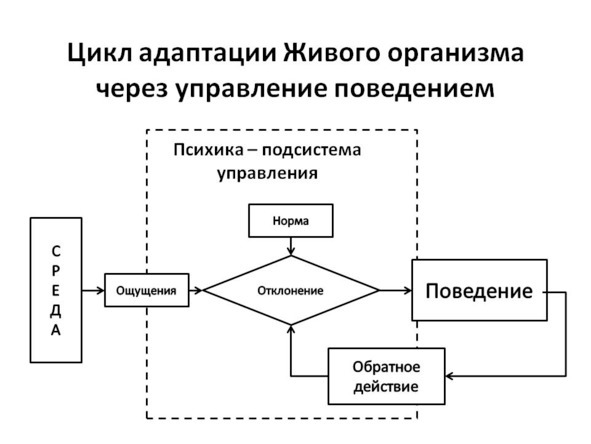 Кувшин Маслоу - image2_56d58953034f87060030c0b3_jpg.jpeg