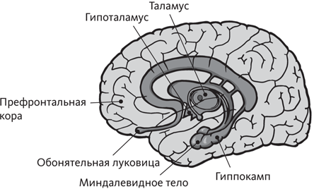 Нейромаркетинг в действии. Как проникнуть в мозг покупателя - i_009.png