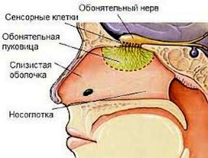 Дитя природы. Беседы о социальной биологии - i_001.jpg