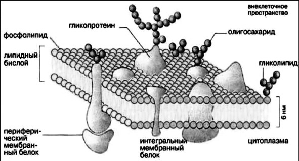 Биология - image11_566077900f9be1bc0d92b408_jpg.jpeg