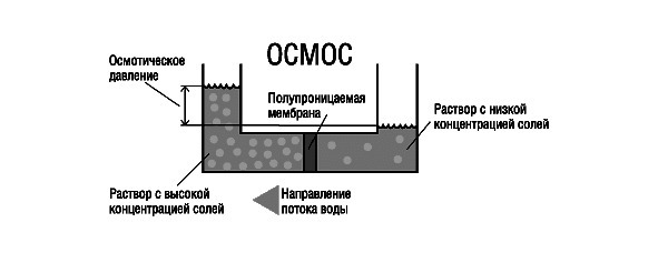 Биология - image12_5660778f0f9be1bc0d92b405_jpg.jpeg