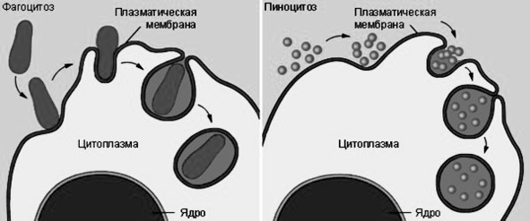 Биология - image13_5660778d0f9be1bc0d92b402_jpg.jpeg