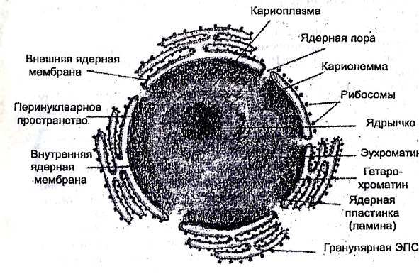 Биология - image14_5660778b0f9be1bc0d92b3ff_jpg.jpeg