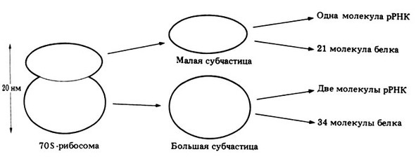 Биология - image15_5660778a0f9be1bc0d92b3fc_jpg.jpeg