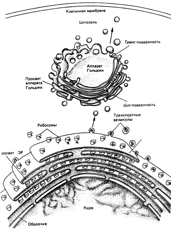 Биология - image16_566077870f9be1bc0d92b3f9_jpg.jpeg