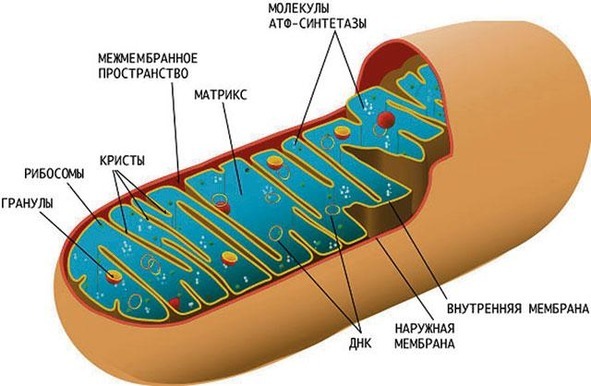 Биология - image17_566077800f9be1bc0d92b3f6_jpg.jpeg