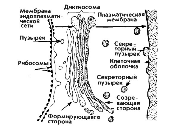 Биология - image18_5660777f0f9be1bc0d92b3f3_jpg.jpeg