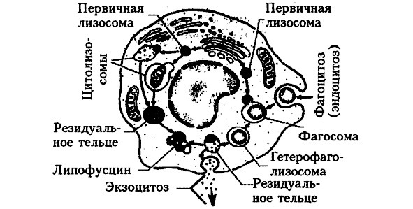 Биология - image19_5660777d0f9be1bc0d92b3f0_jpg.jpeg