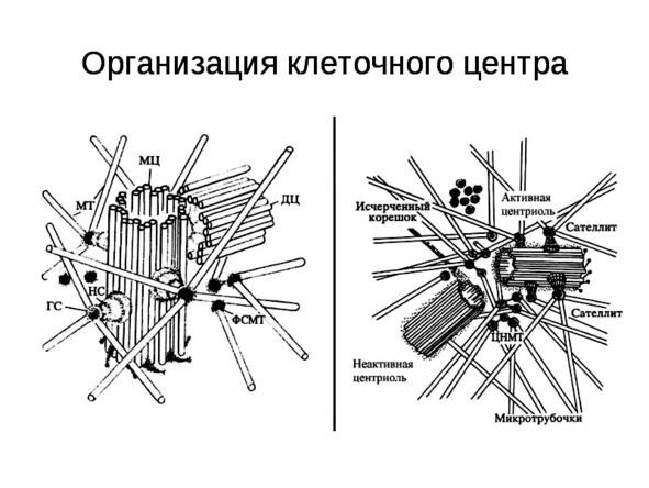 Биология - image20_5660777b0f9be1bc0d92b3ed_jpg.jpeg