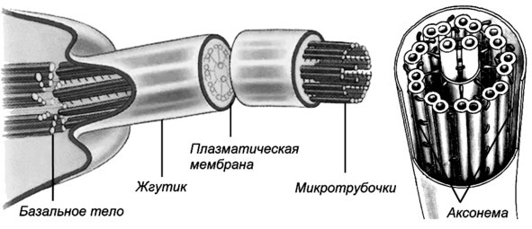 Биология - image21_566077790f9be1bc0d92b3ea_jpg.jpeg