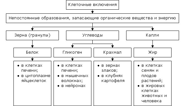 Биология - image22_566077770f9be1bc0d92b3e7_jpg.jpeg