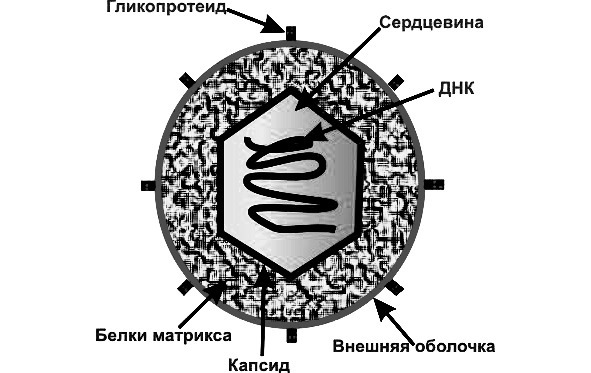 Биология - image2_5660779f0f9be1bc0d92b423_jpg.jpeg