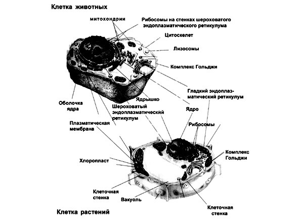 Биология - image4_5660779c0f9be1bc0d92b41d_jpg.jpeg