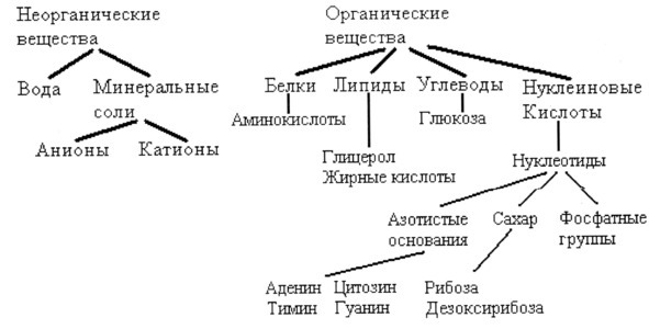 Биология - image5_566077990f9be1bc0d92b41a_jpg.jpeg