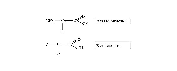 Биология - image6_566077980f9be1bc0d92b417_jpg.jpeg