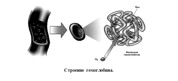 Биология - image9_566077930f9be1bc0d92b40e_jpg.jpeg