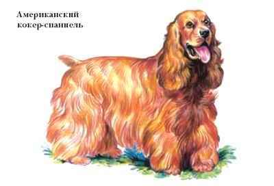 Энциклопедия «Биология». Часть 1. А – Л (с иллюстрациями) - a_020.jpg