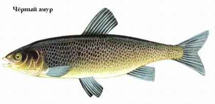 Энциклопедия «Биология». Часть 1. А – Л (с иллюстрациями) - a_022.jpg