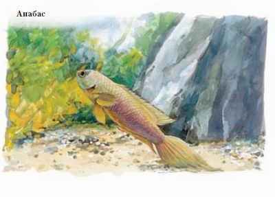 Энциклопедия «Биология». Часть 1. А – Л (с иллюстрациями) - a_023.jpg