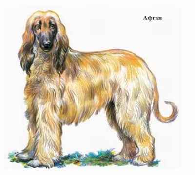 Энциклопедия «Биология». Часть 1. А – Л (с иллюстрациями) - a_040.jpg