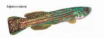 Энциклопедия «Биология». Часть 1. А – Л (с иллюстрациями) - a_041.jpg