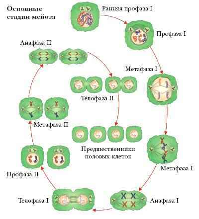 Энциклопедия «Биология». Часть 2. М – Я (с иллюстрациями) - m_027.jpg