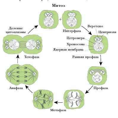 Энциклопедия «Биология». Часть 2. М – Я (с иллюстрациями) - m_035.jpg