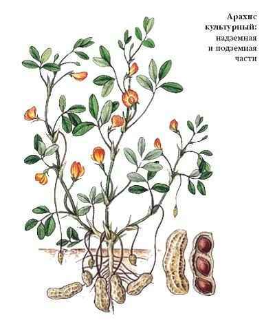 Энциклопедия «Биология» (с иллюстрациями) - a_031.jpg