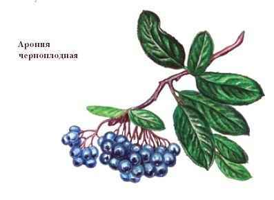 Энциклопедия «Биология» (с иллюстрациями) - a_033.jpg