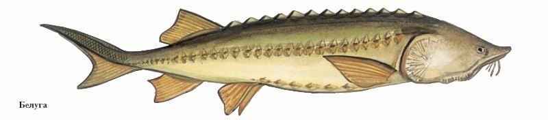 Энциклопедия «Биология» (с иллюстрациями) - be_025.jpg