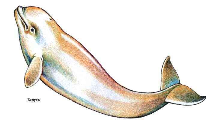 Энциклопедия «Биология» (с иллюстрациями) - be_026.jpg