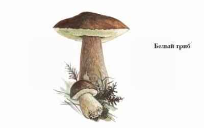 Энциклопедия «Биология» (с иллюстрациями) - be_027.jpg